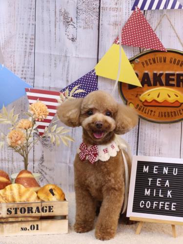 20240905マロンくん